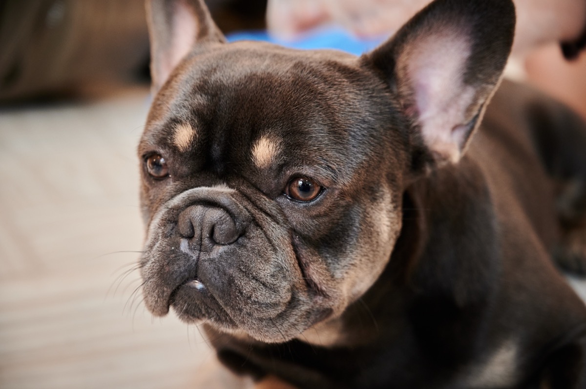 close up of french bulldog