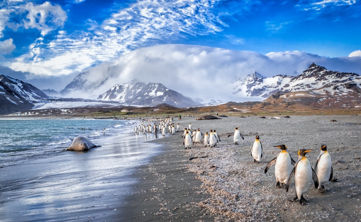 penguins walks on St. Andrews Bay on South Georgia