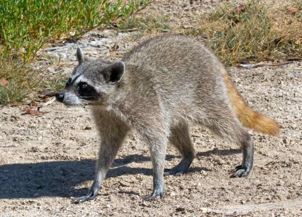 raccoon