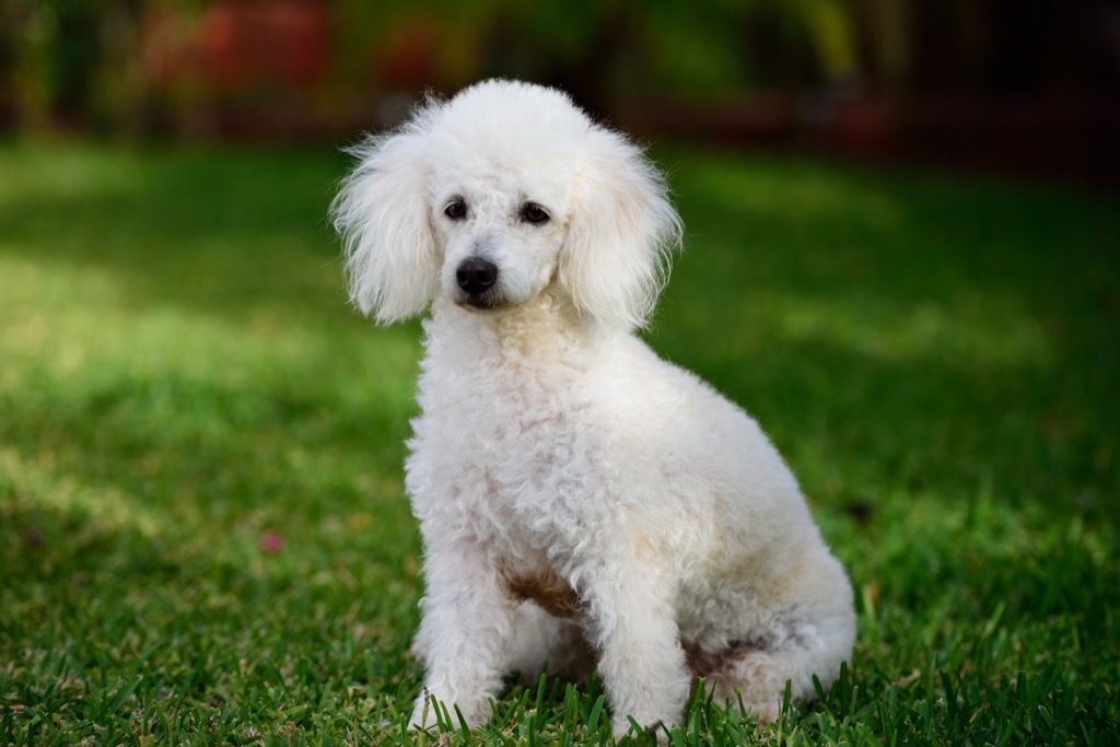 French poodle sitting in grass