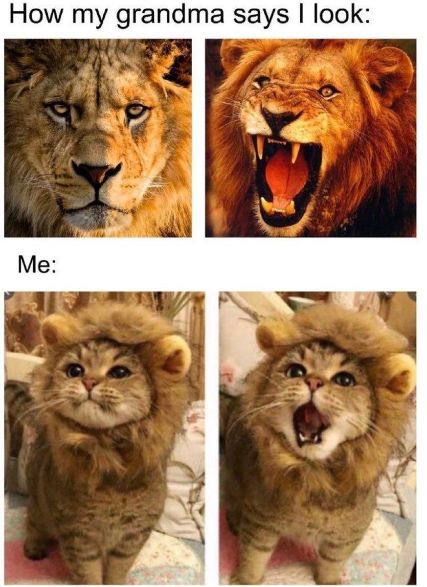 Photos of real lions and photos of a kitten in a lion costume with the captions, 