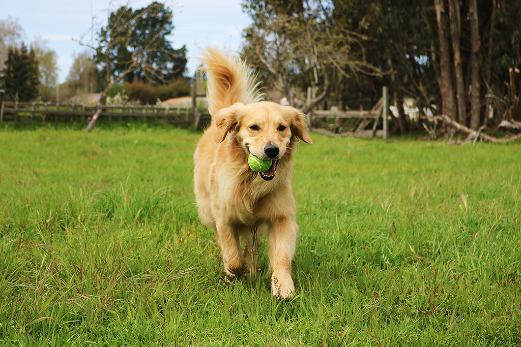 dogs are not completely colorblind