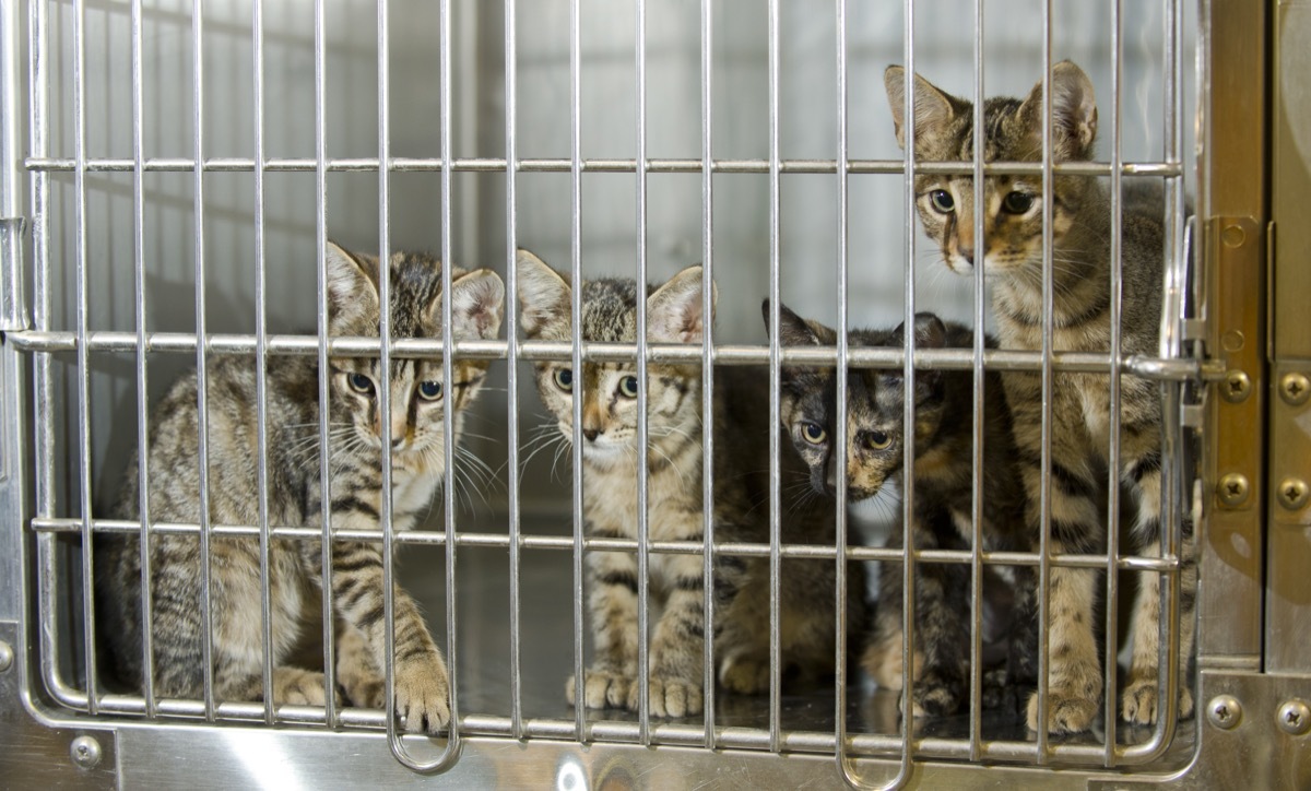 Some cute stray kittens at an animal shelter