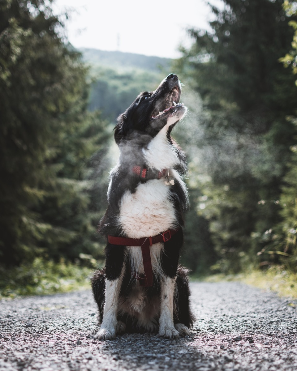 dog looking at sky things you never knew dogs could do