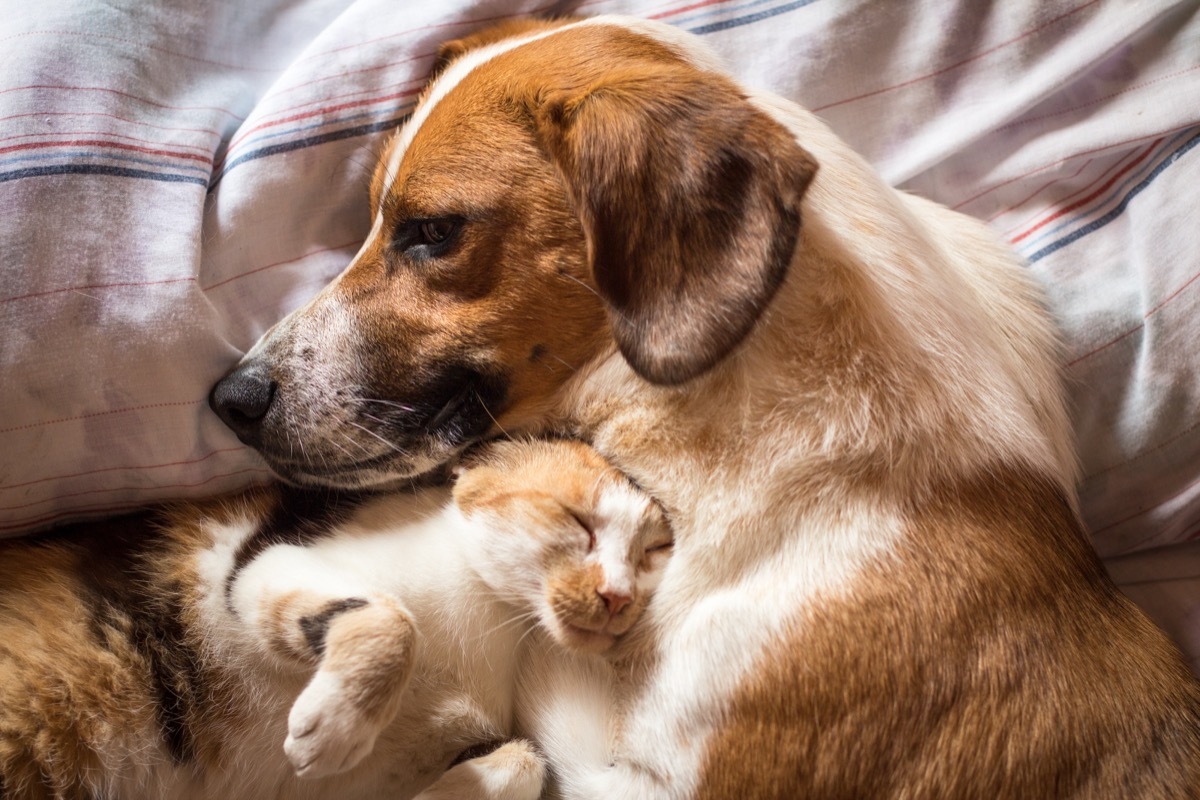 Dog and cat cuddling in bed