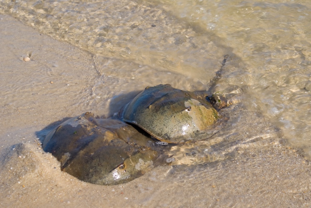 horseshoe crabs mating in delaware bay