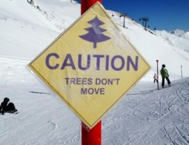 11-trees-dont-move