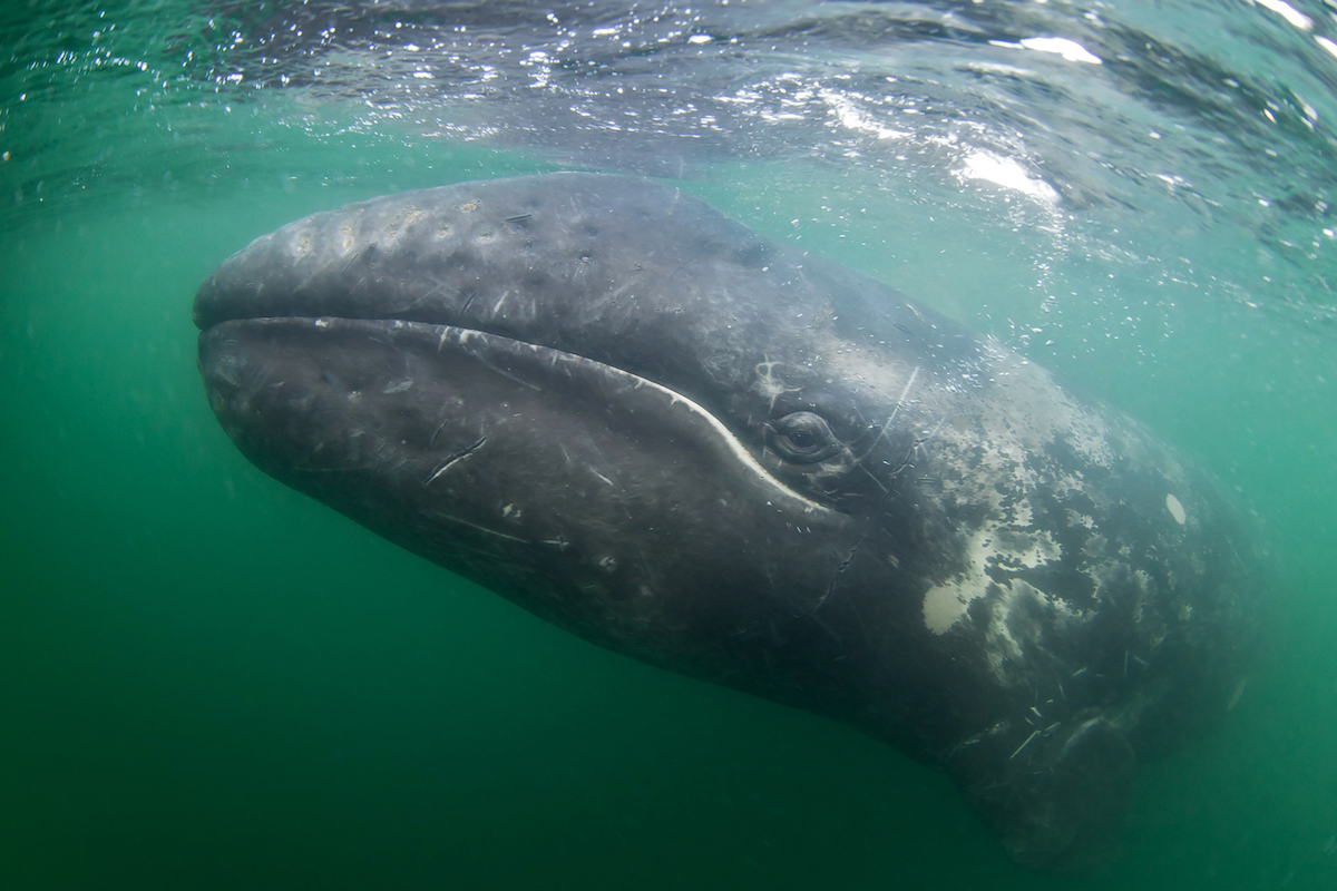 a mexican grey whale side underwater shot