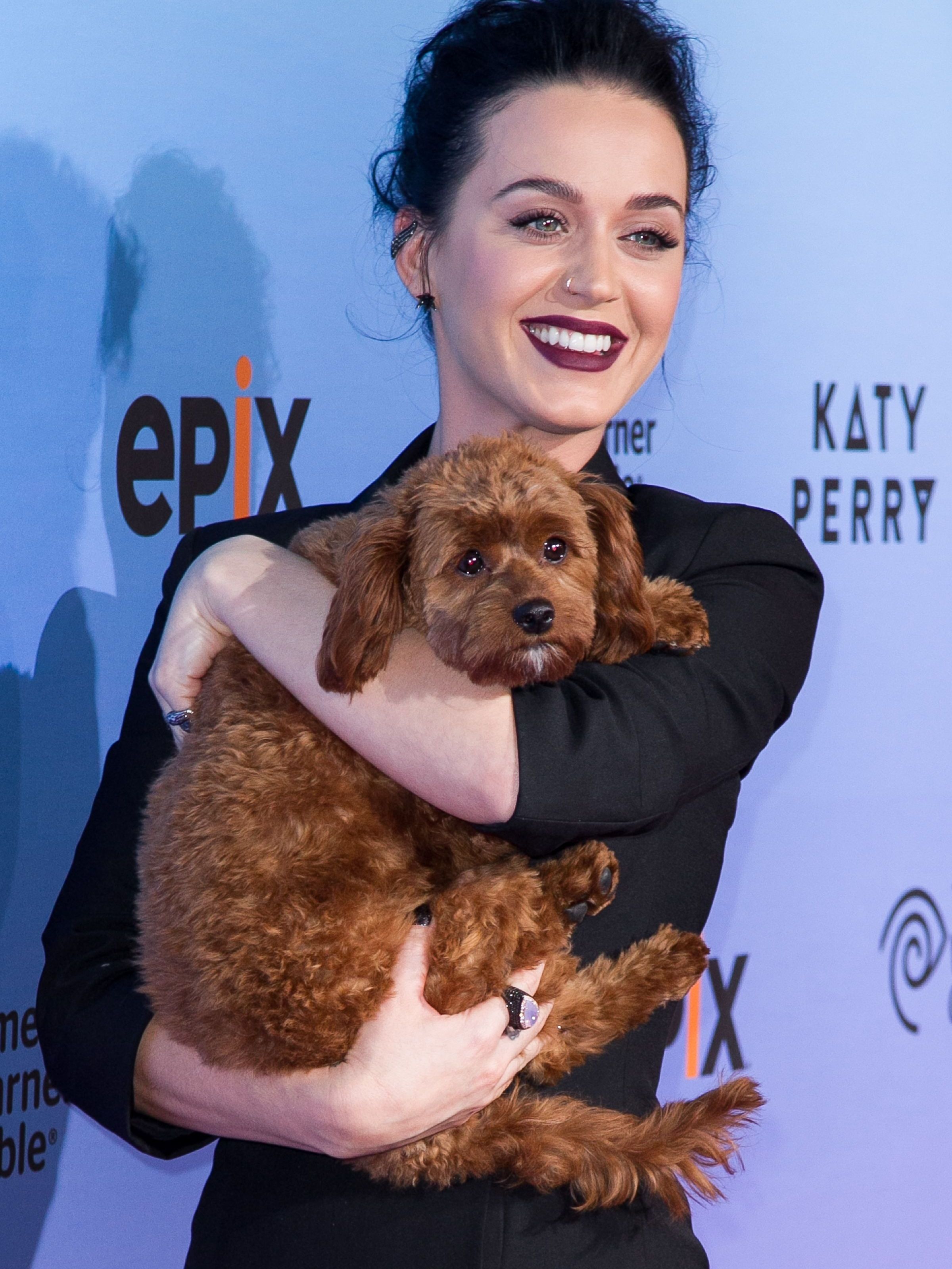 Katy and Nugget | 15 Interesting Katy Perry Facts You Never Knew | Her Beauty