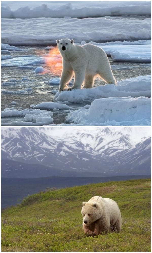 Polar bear ice grizzly bear tundra habitat