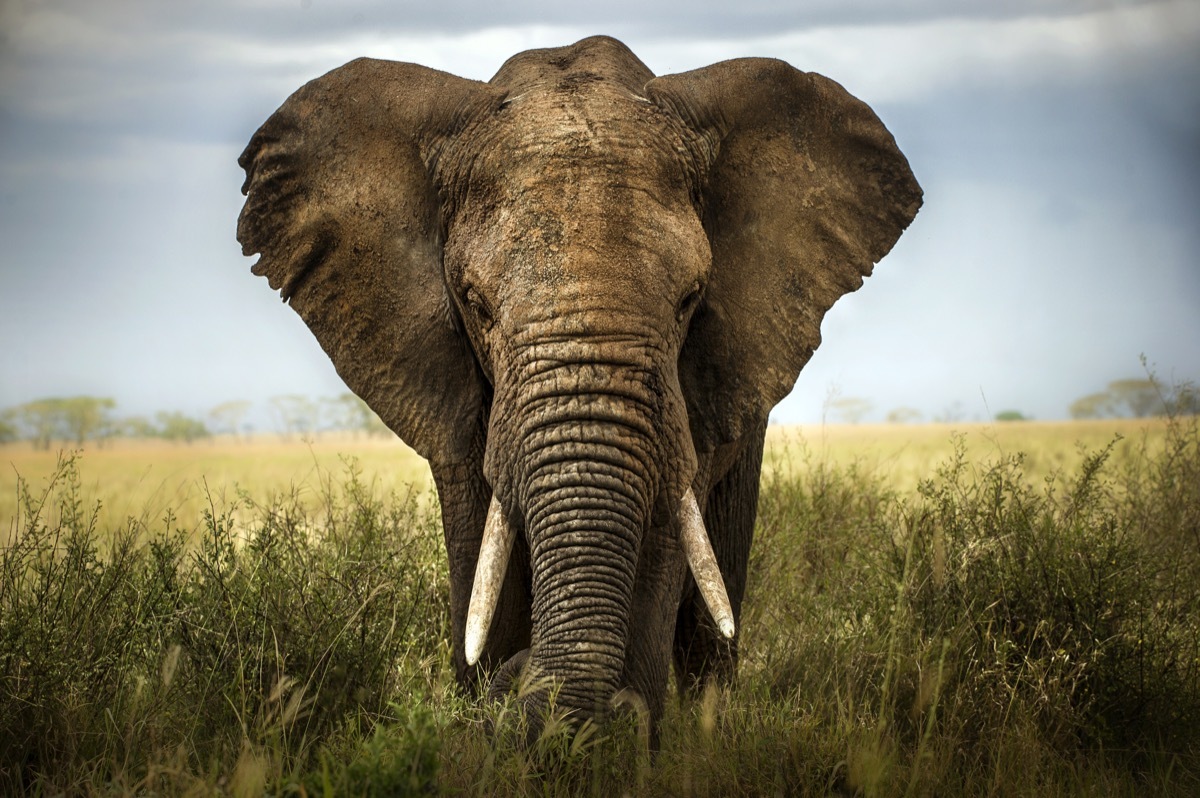 african elephant