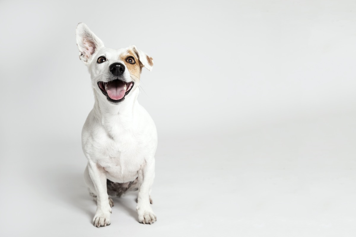 Terrier dog with one ear up and one down