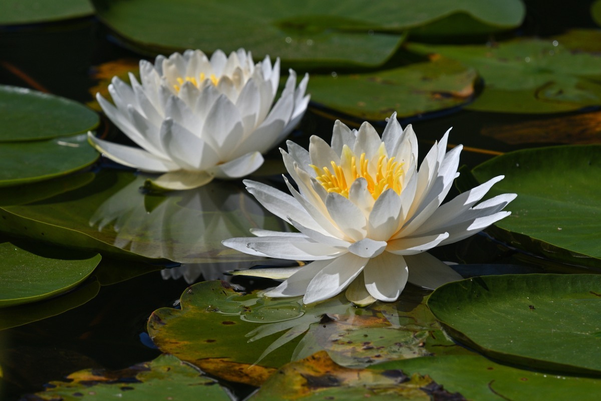 water lily flowers