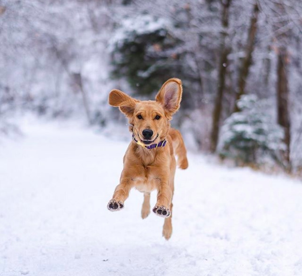 dogs excited for the holidays