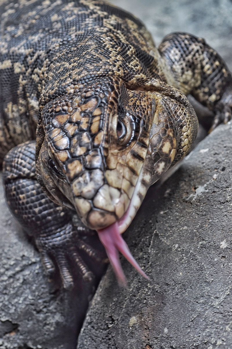 Argentine black-and-white tegu