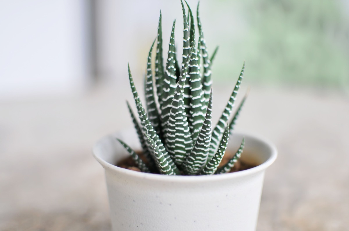 potted zebra plant