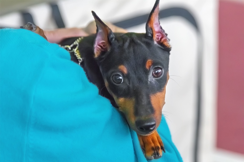 doberman dog cute