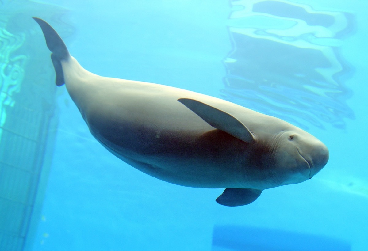 Porpoise in the ocean