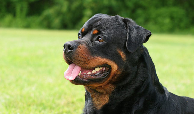 Image result for rottweiler