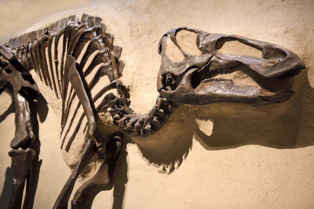 duck billed dinosaur fossil