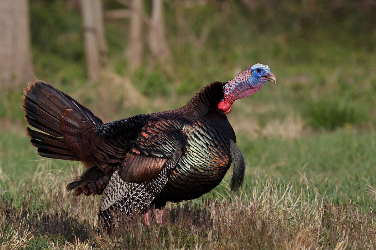 eastern wild turkey