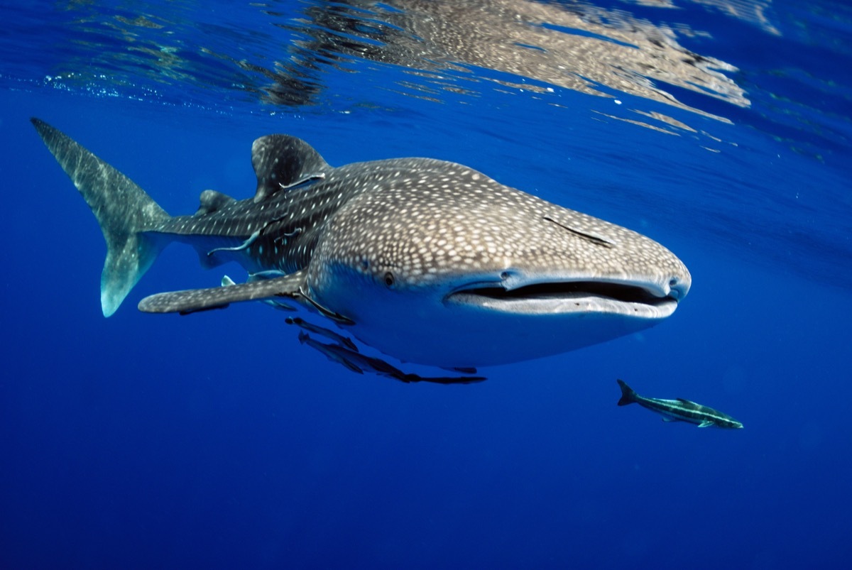 whale shark