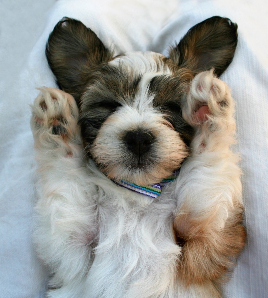 puppy sleeping on their back photos of snoozing dogs