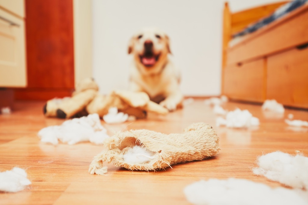 Shelter dog, dog making a mess