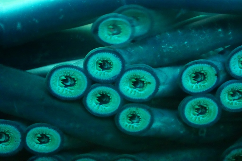 lamprey 30 oldest animals on earth