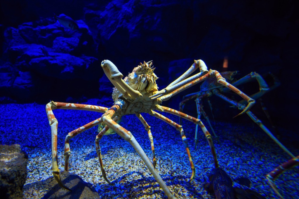 japanese spider crab