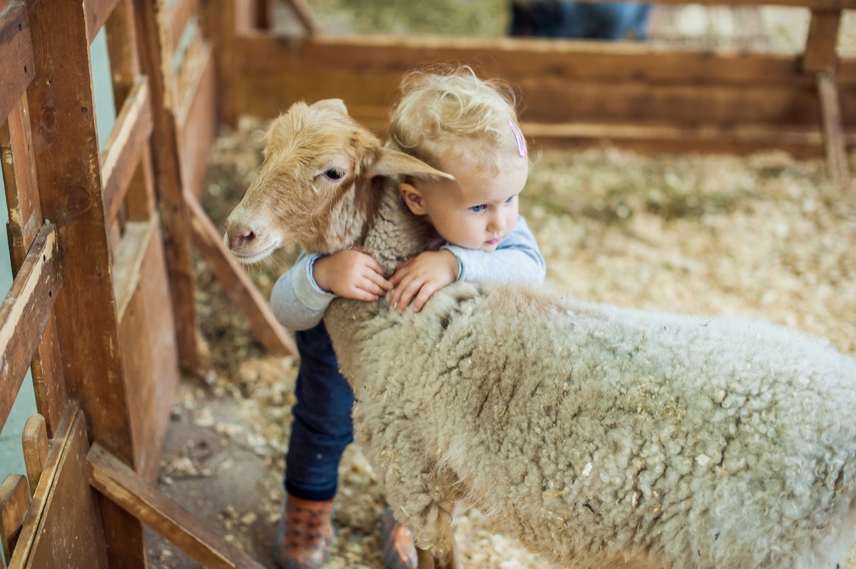 Girl hugging lamb on the farm