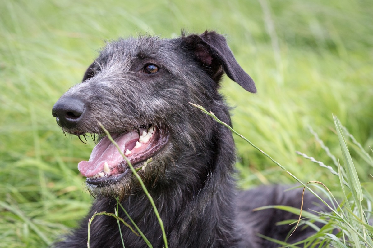 scottish deerhound dog