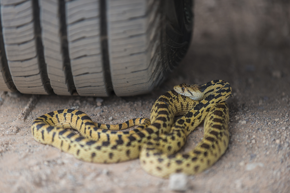 A snake coiled near the tire of a car