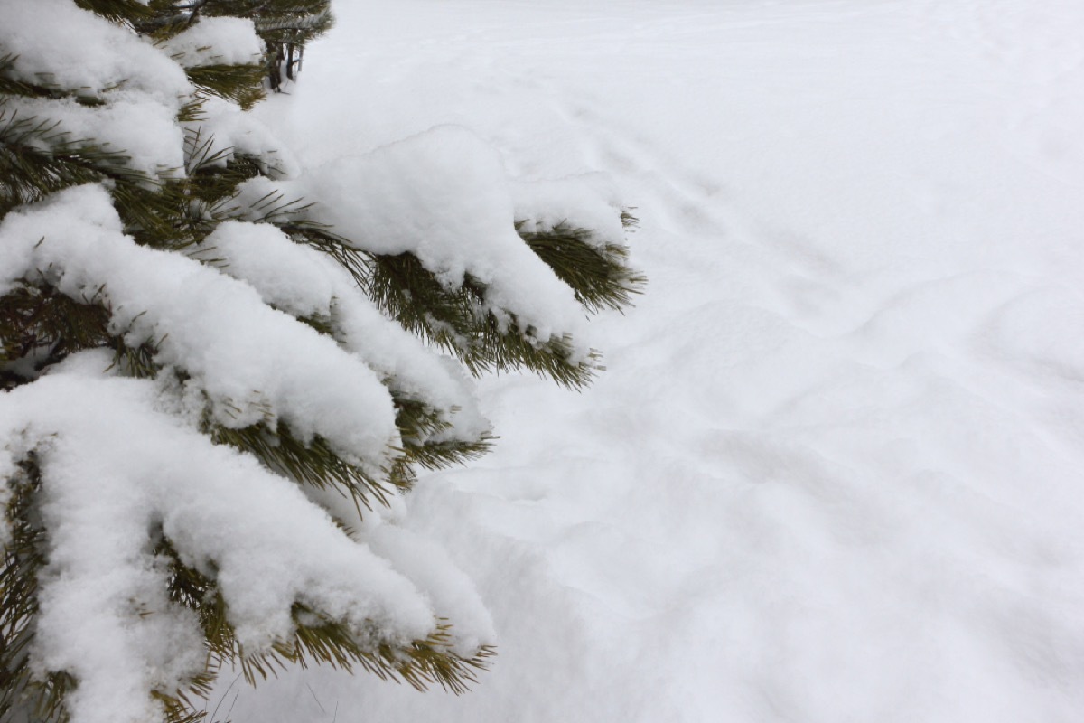 snow on pine tree National Geographic bee questions