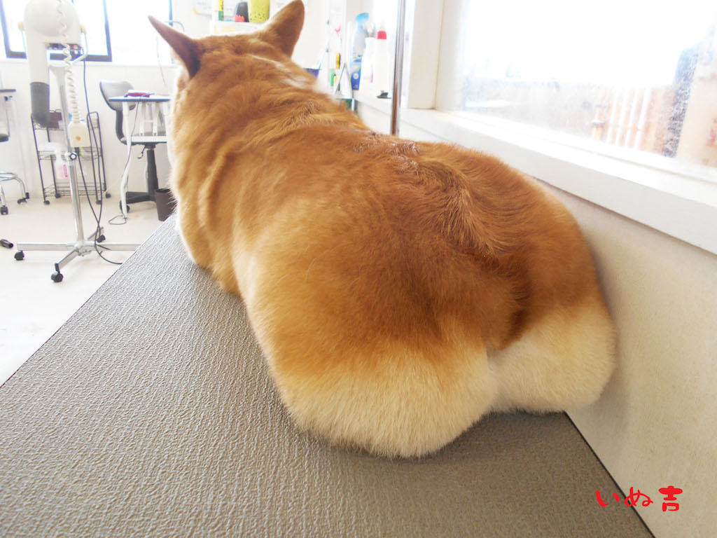 corgi-butt