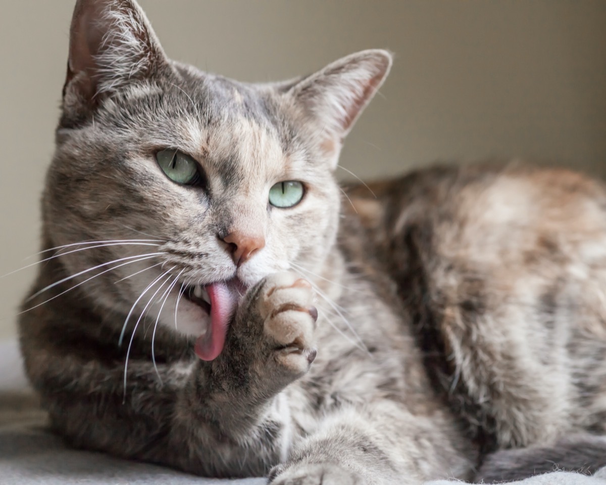 Cat grooming itself