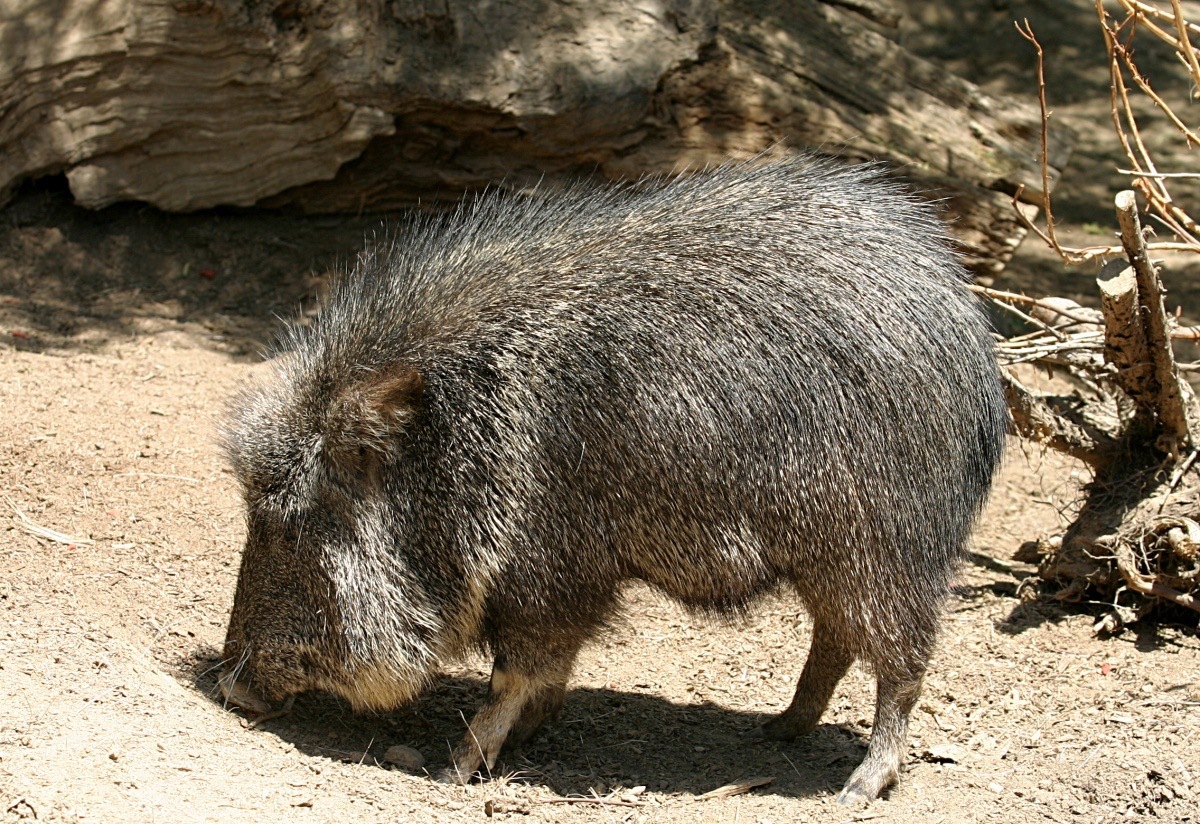 Chacoan Peccary