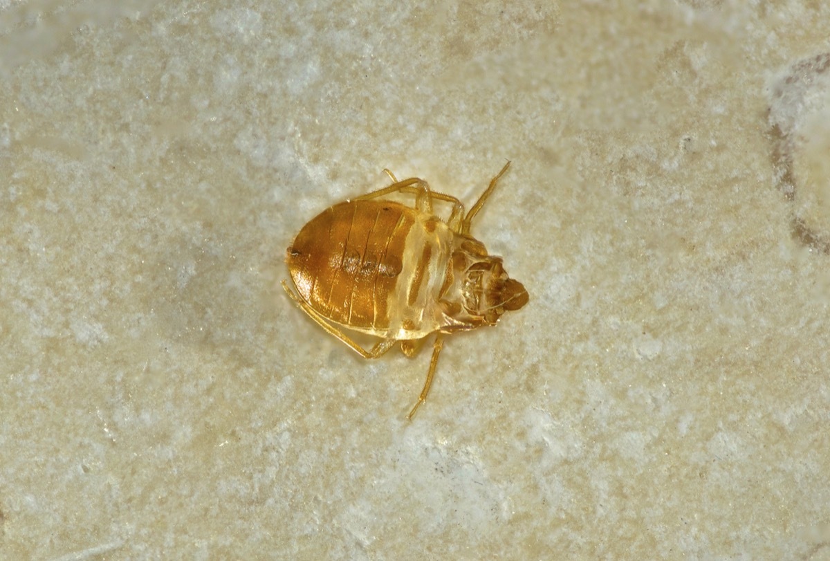 the shed exoskeleton of a bed bug