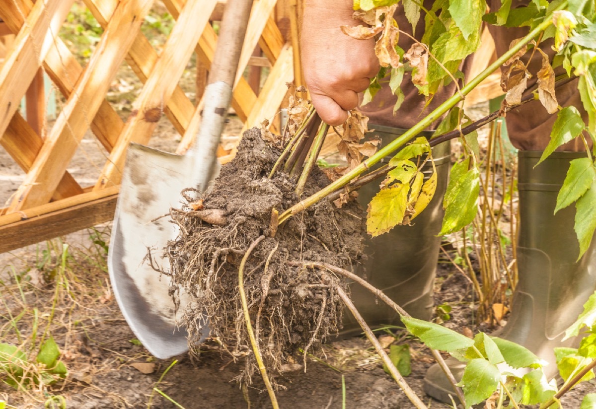 hand holding dug up bulbs and small shovel