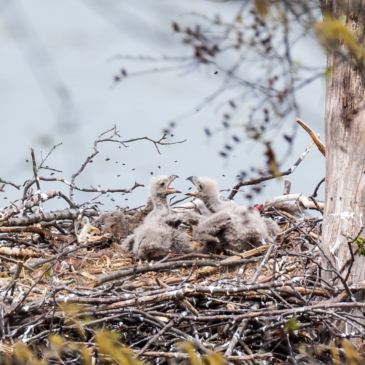 baby bald eagles in nest, eaglets, dangerous baby animals