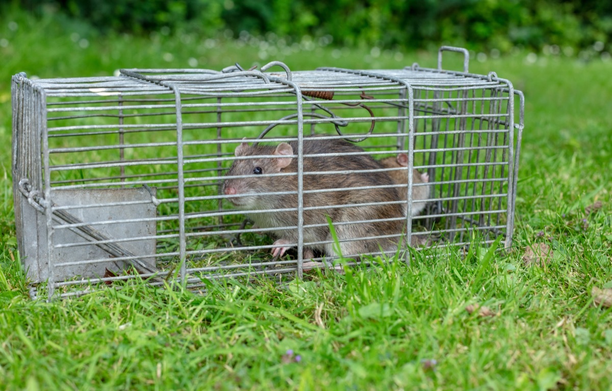 brown rat in humane rat trap on the grass