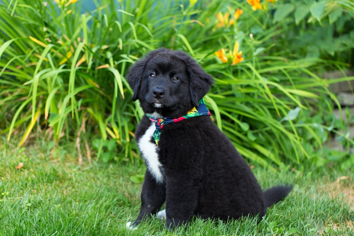 lab and bernese mountain dog mix puppy