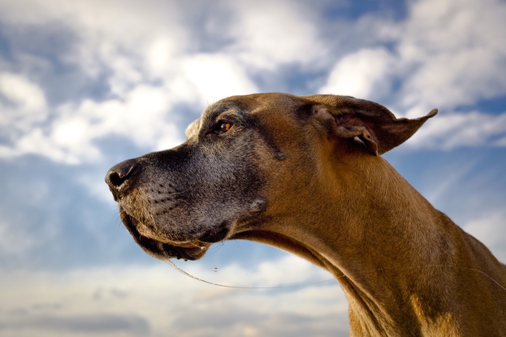 great dane dog