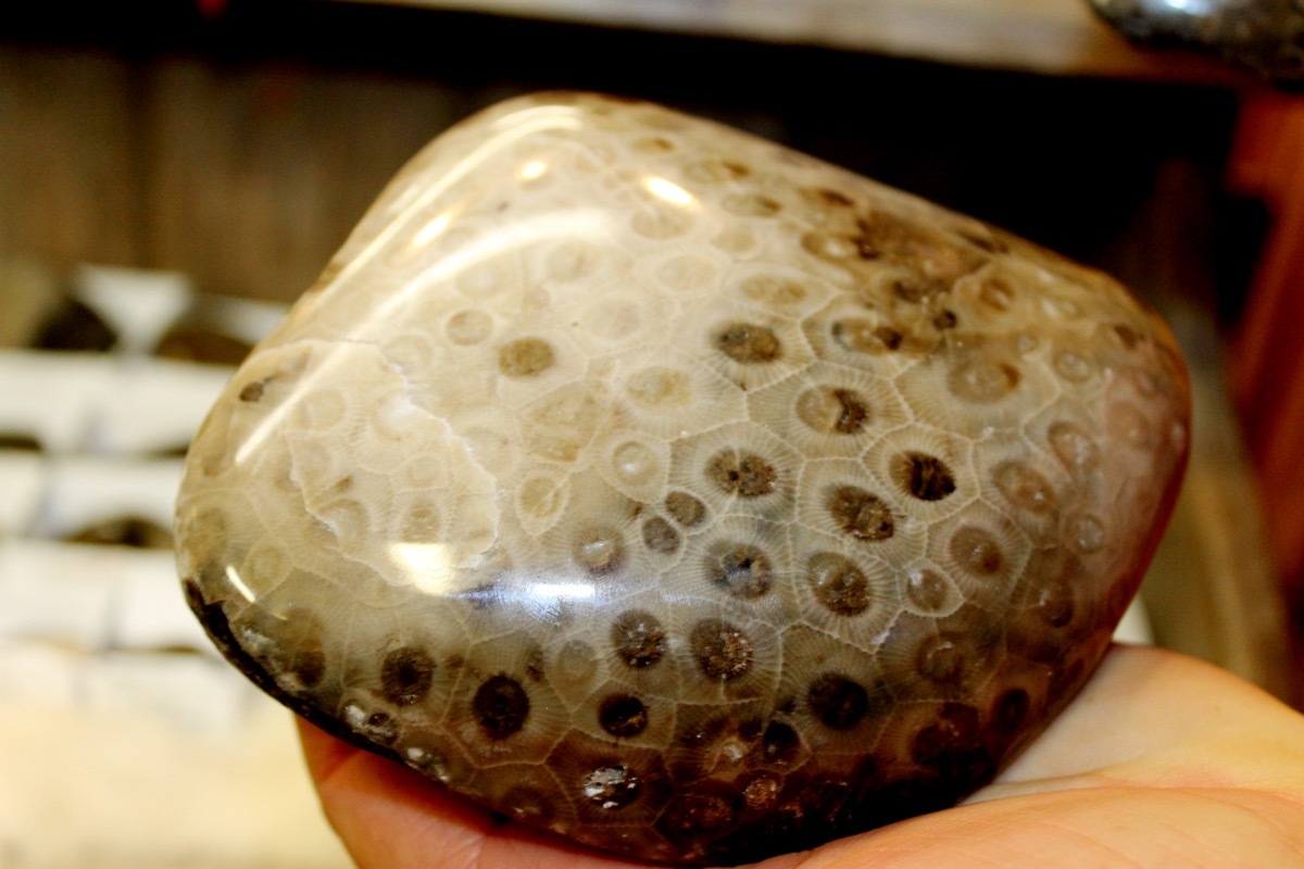 Petoskey Stone from Michigan