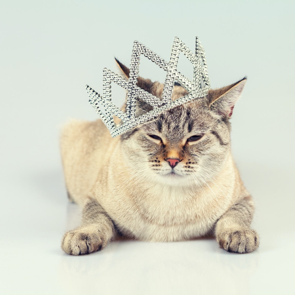 Cat in tiara