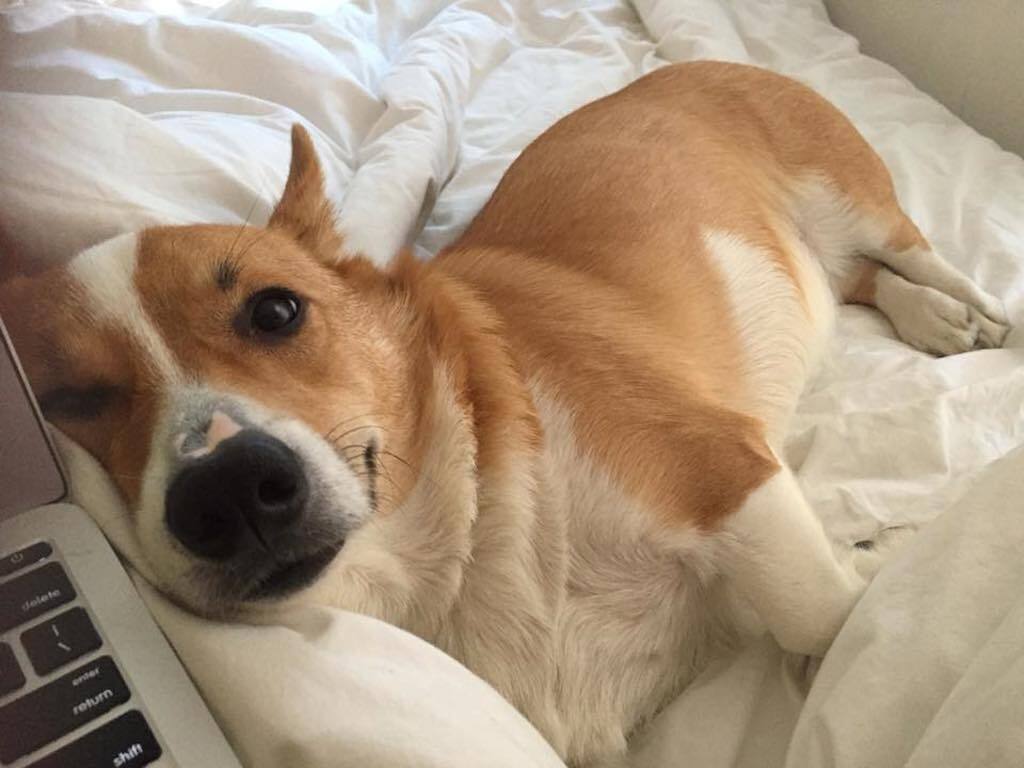 sherlock the corgi love