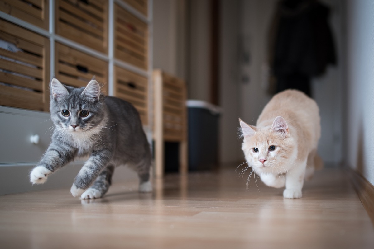 two kittens playing