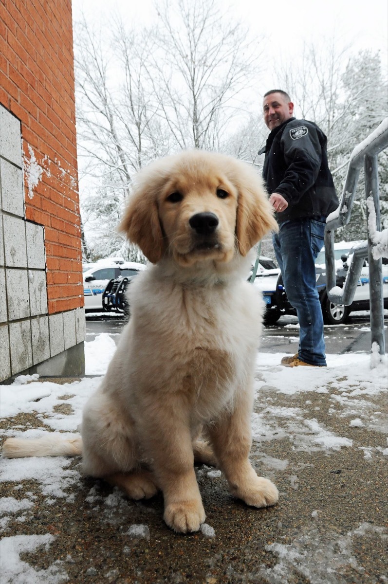 Ben Franklin therapy dog adorable police animals