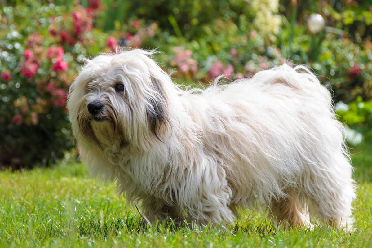 coton du tulear dog, small white with long hair, stands in grass with flowers in the background