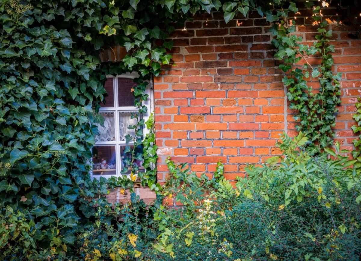 english ivy growing on home